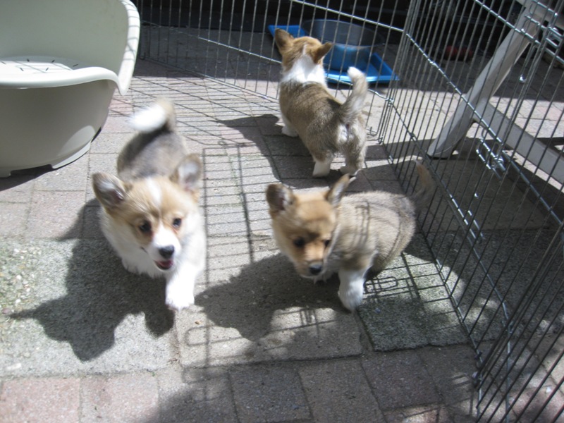 Puppies